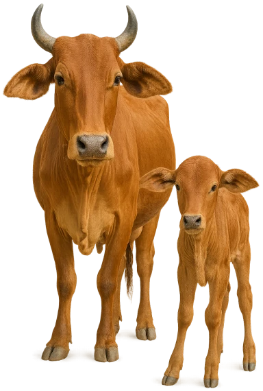 Cow and Calf